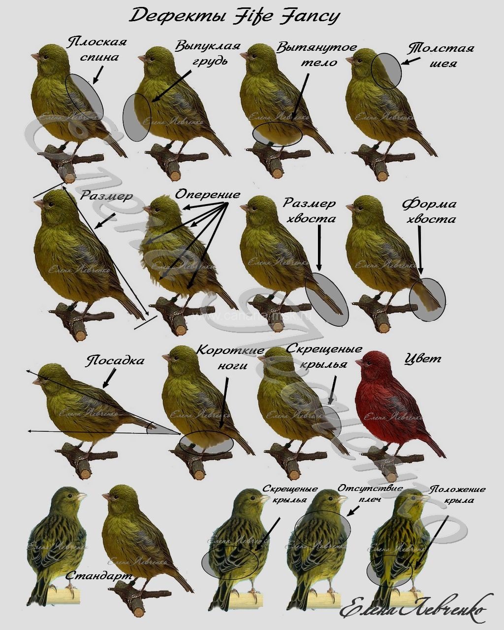 Разнообразие пород декоративных канареек